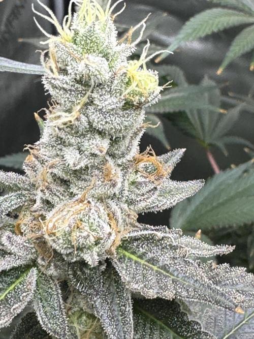 Acapulco Gold. Week 15