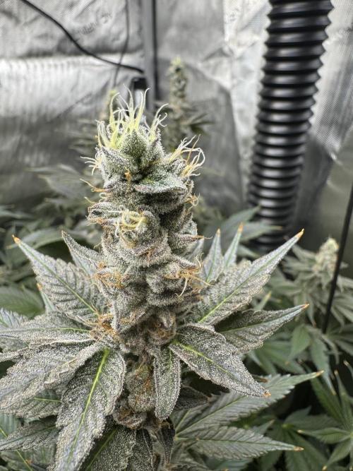 Acapulco Gold. Week 15