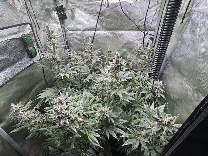 Acapulco Gold. Week 16