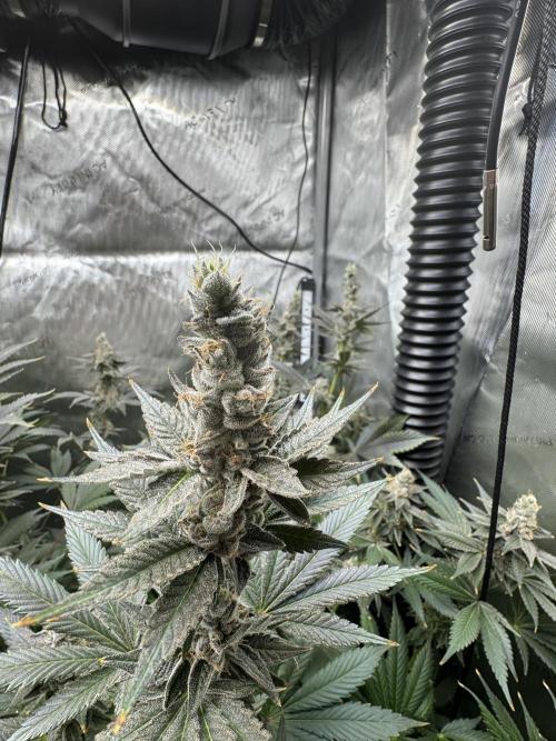 Acapulco Gold. Week 16