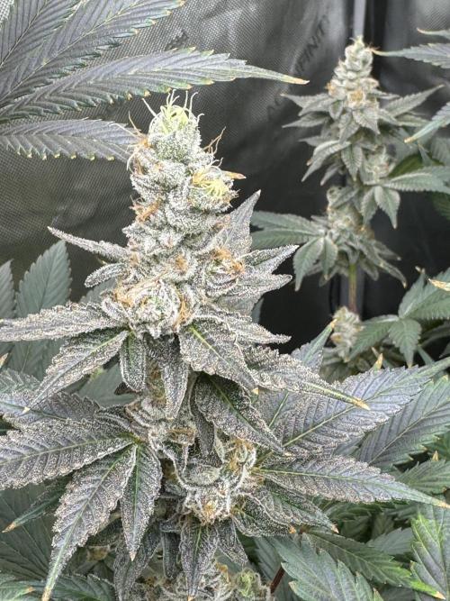 Acapulco Gold. Week 16