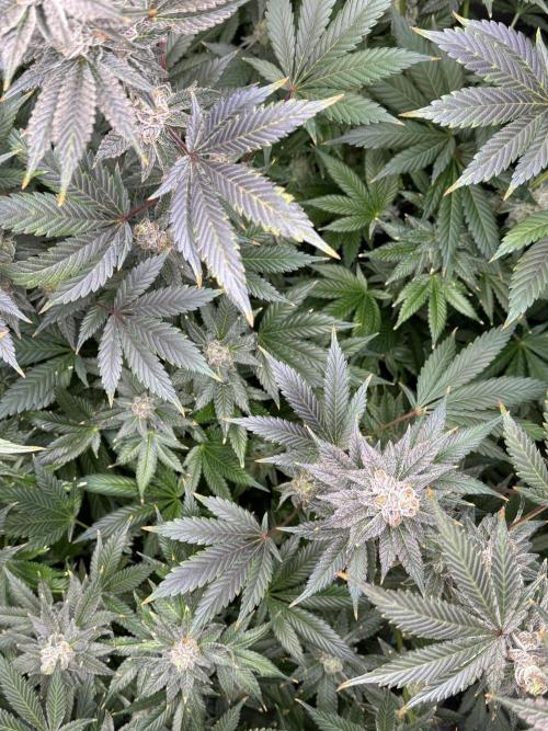 Acapulco Gold. Week 16