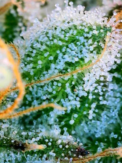 Acapulco Gold. Week 16