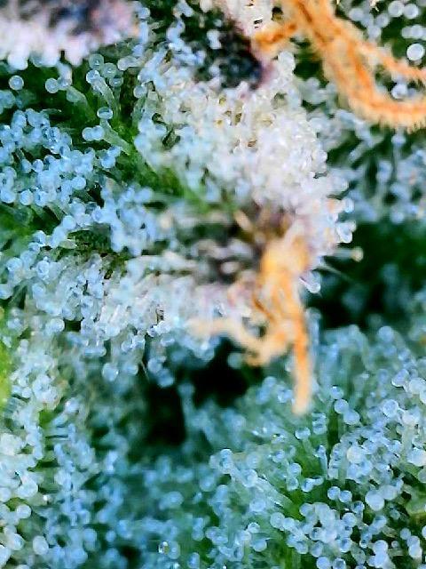 Acapulco Gold. Week 17