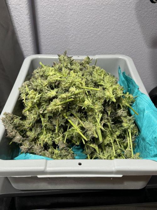 Acapulco Gold. Week 17