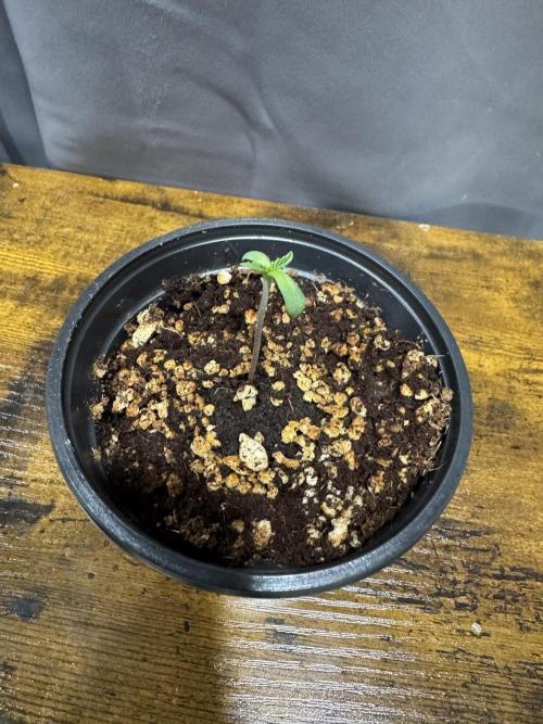 Wedding Cake. Week 0