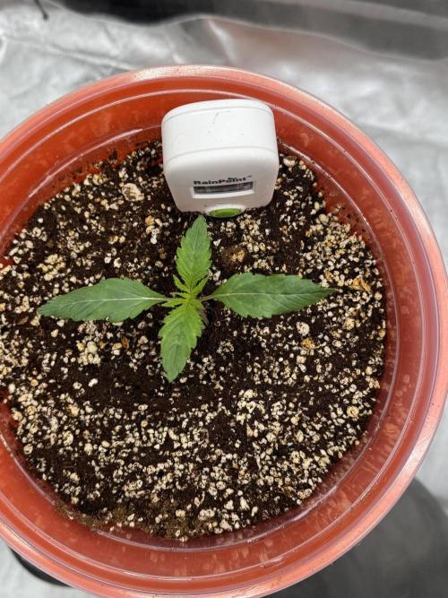 Wedding Cake. Week 1