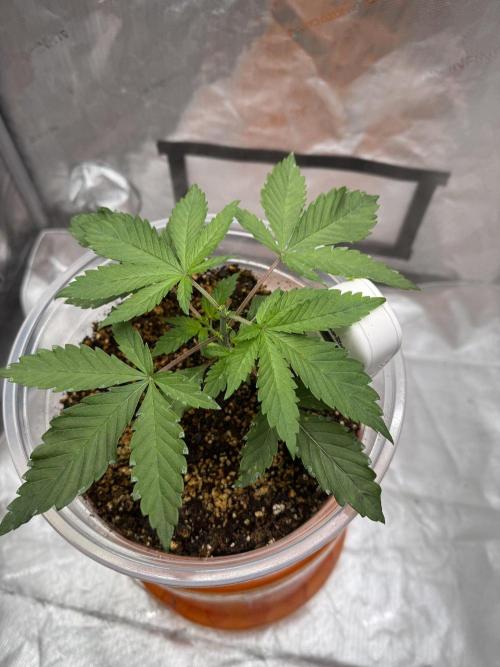 Wedding Cake. Week 2