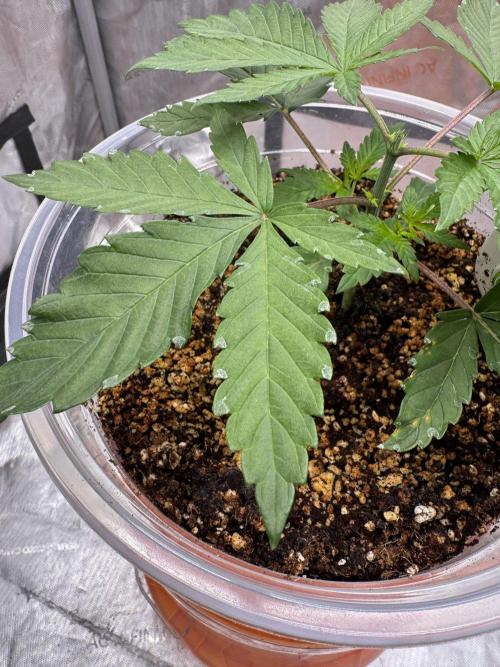 Wedding Cake. Week 2