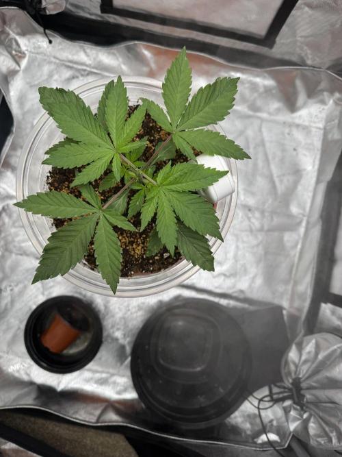 Wedding Cake. Week 2