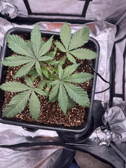 Wedding Cake. Week 3
