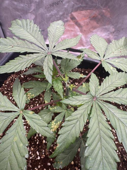 Wedding Cake. Week 3