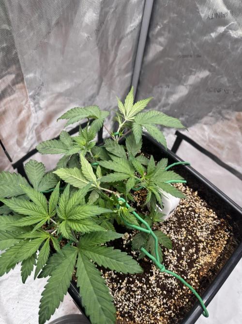 Wedding Cake. Week 4
