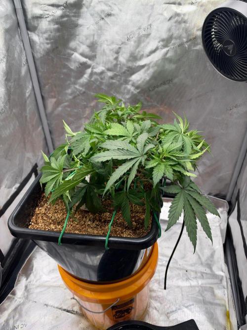 Wedding Cake. Week 5