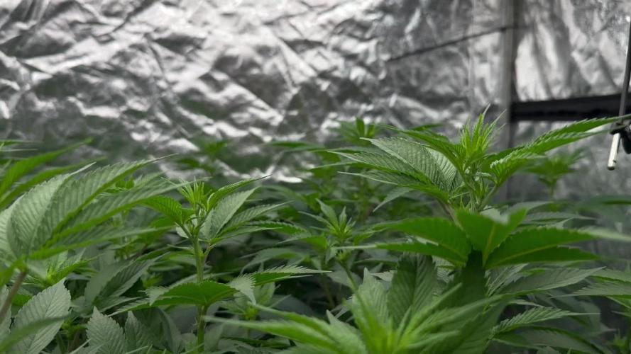 Scrog Clones Favourite strains