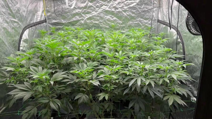 Scrog Clones Favourite strains