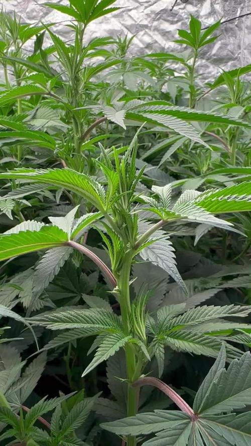 Scrog Clones Favourite strains