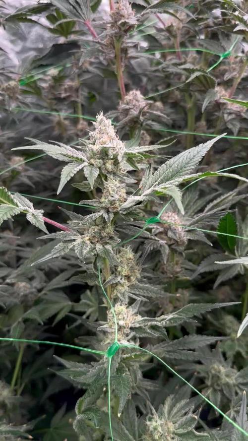 Scrog Clones Favourite strains