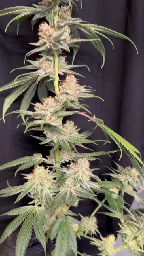 Scrog Clones Favourite strains
