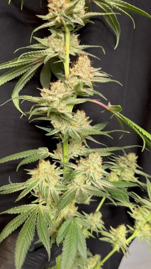 Scrog Clones Favourite strains