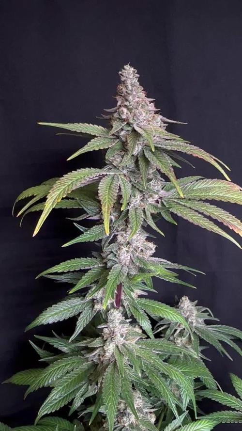 Scrog Clones Favourite strains