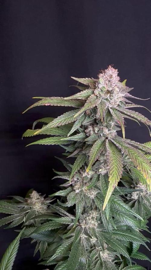 Scrog Clones Favourite strains