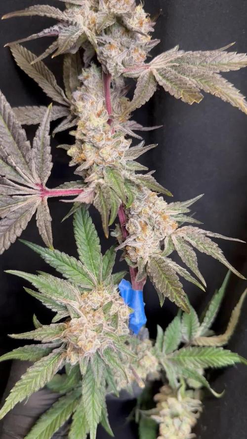 Scrog Clones Favourite strains