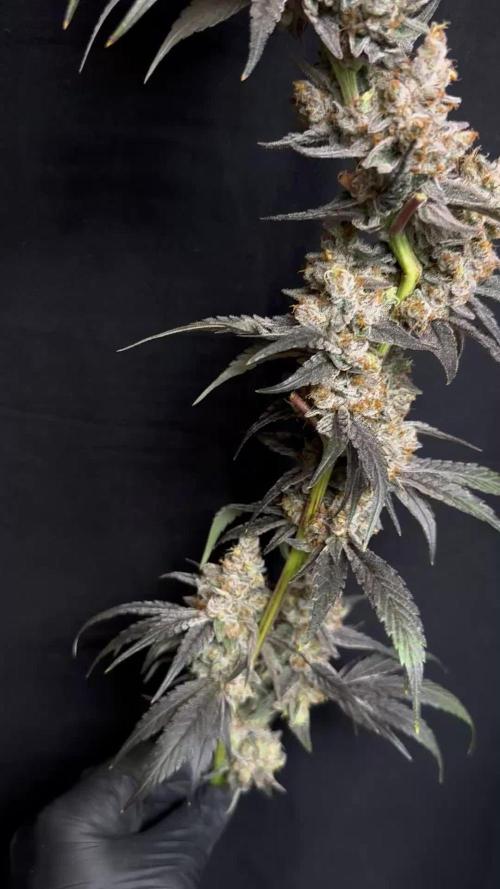 Scrog Clones Favourite strains