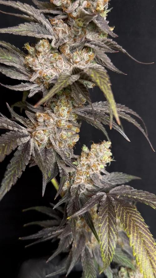 Scrog Clones Favourite strains