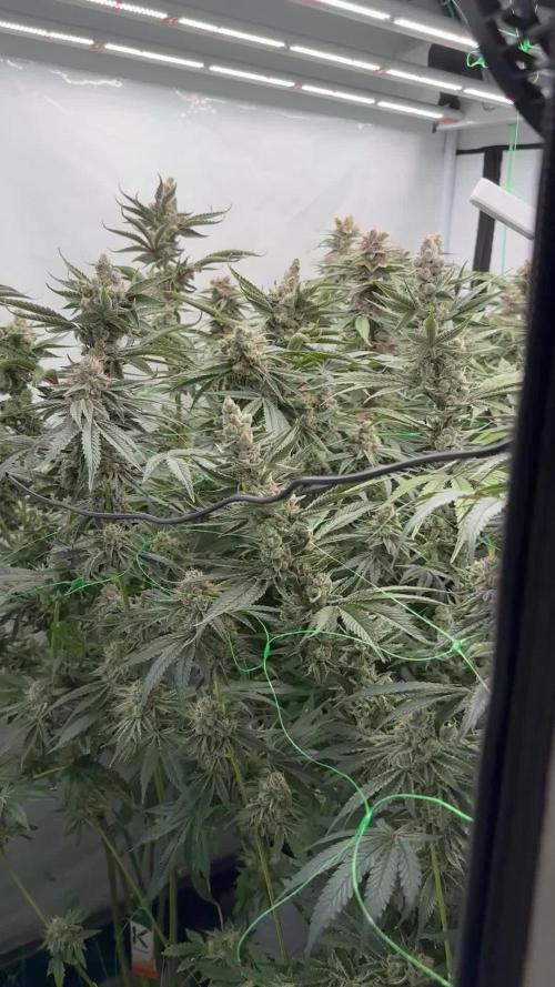 New strains micro hunt