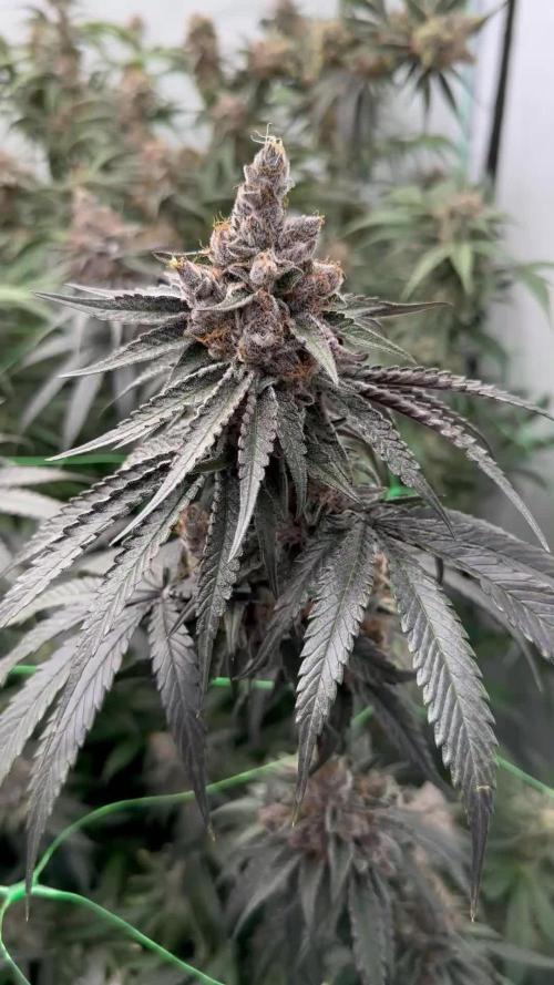 New strains micro hunt