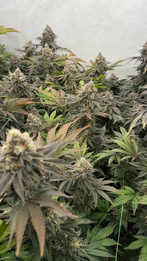 Mokum’s Tulip and Runtz x Layer Cake Elite selection