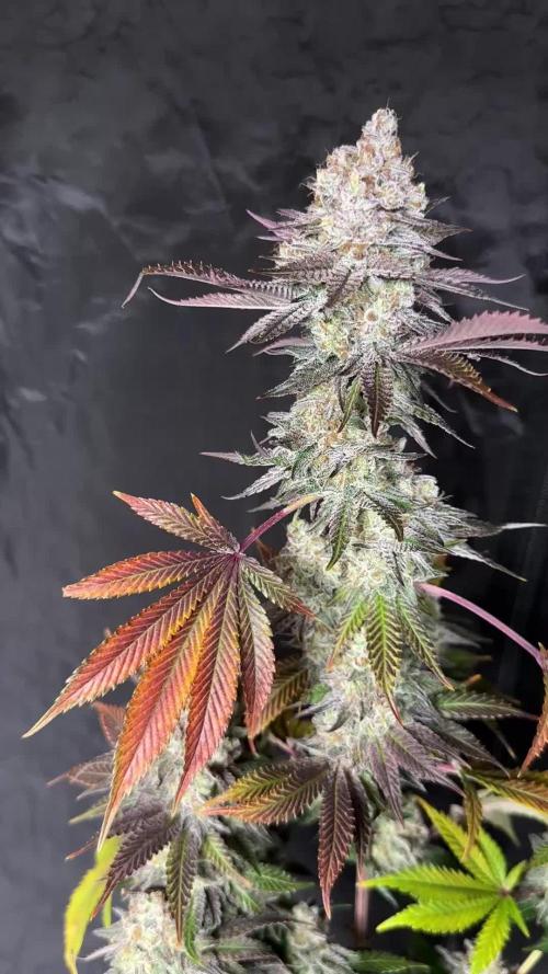 Mokum’s Tulip and Runtz x Layer Cake Elite selection