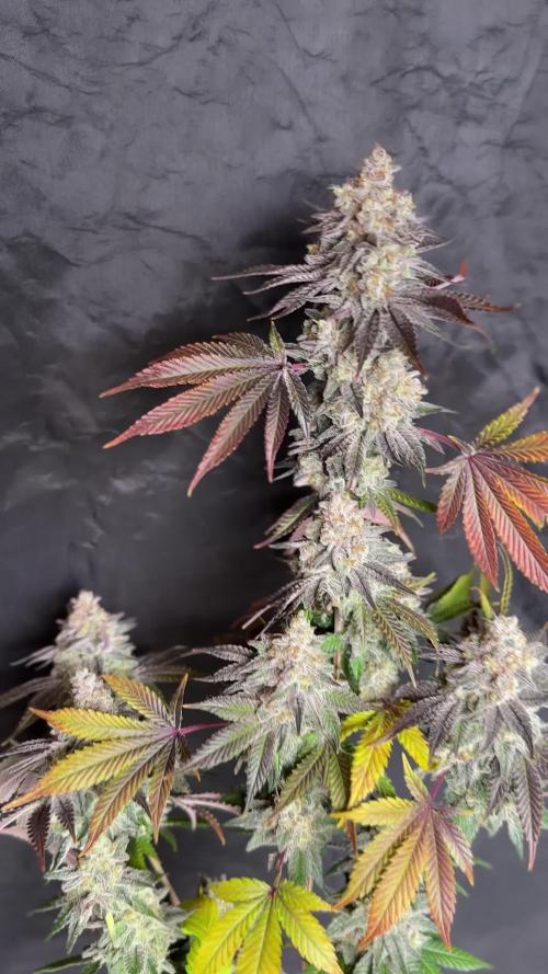 Mokum’s Tulip and Runtz x Layer Cake Elite selection