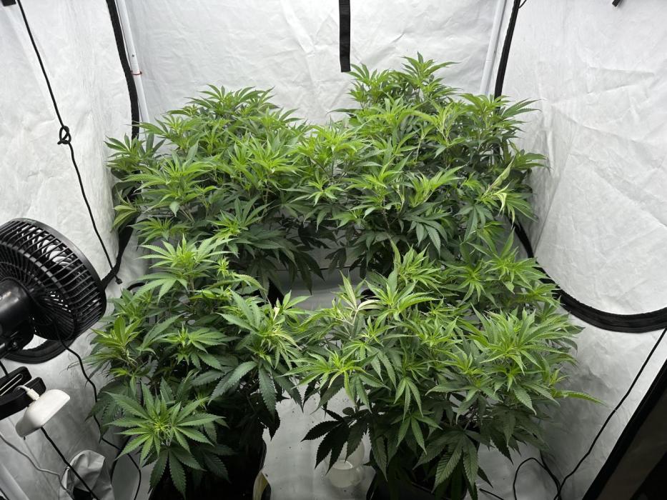 Wulff Pack s1. Week 1