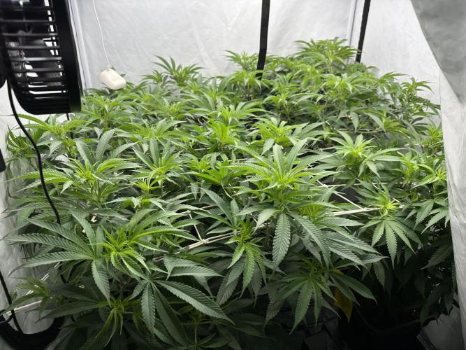 Wulff Pack s1. Week 2