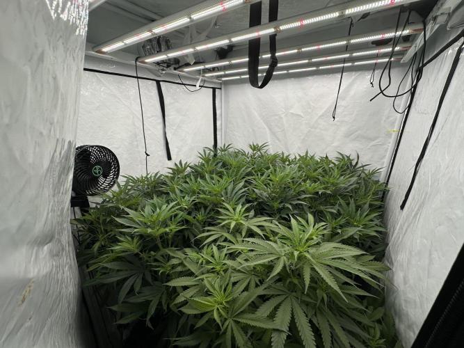 Wulff Pack s1. Week 2