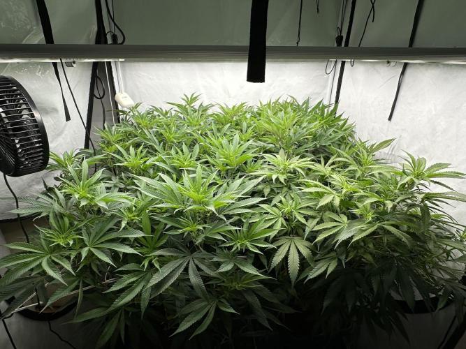 Wulff Pack s1. Week 2