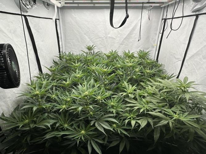 Wulff Pack s1. Week 3 - 16.12.25