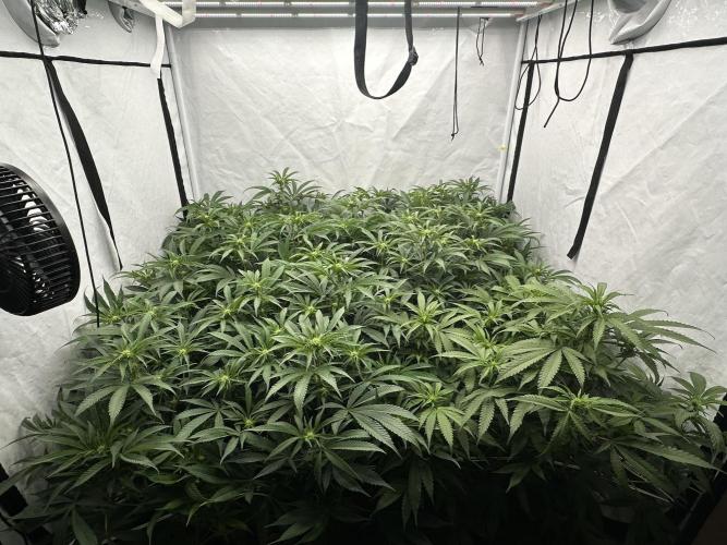 Wulff Pack s1. Week 3 - 14.12.25