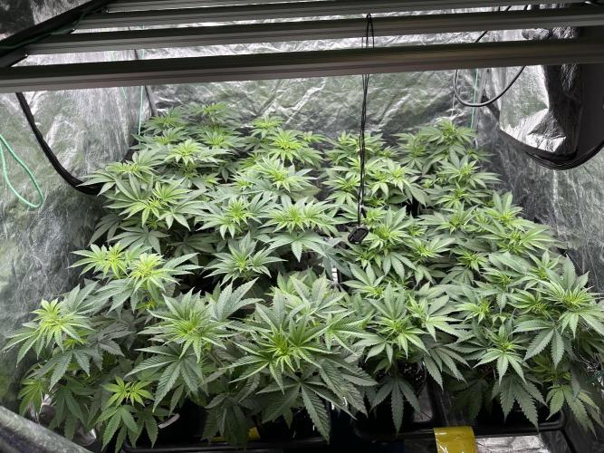 B-45 and biscotti mintz. Week 1 - 4.12