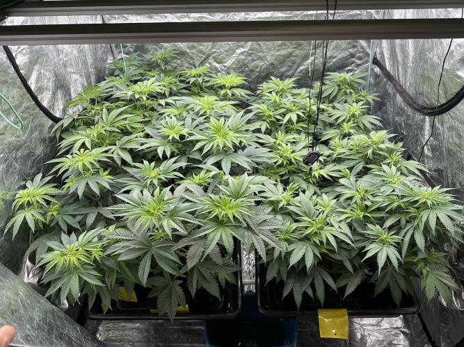 B-45 and biscotti mintz. Week 1 - 6.12