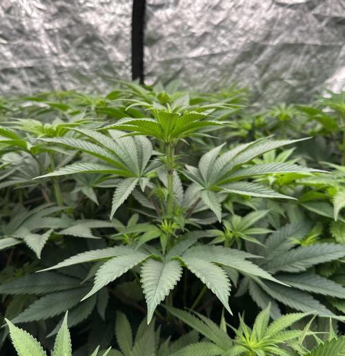 B-45 and biscotti mintz. Week 2