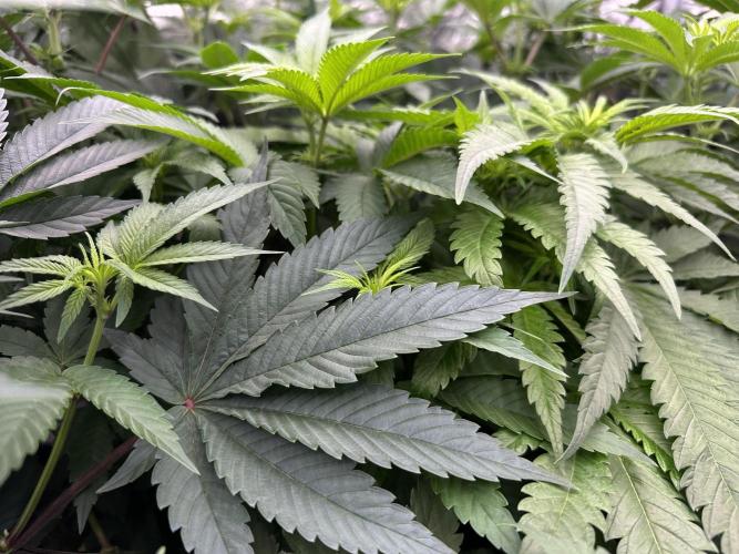 B-45 and biscotti mintz. Week 2