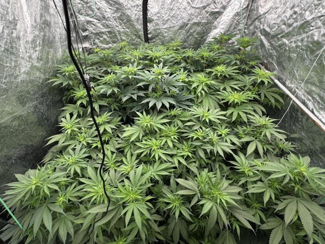 B-45 and biscotti mintz. Week 2 - 14.12