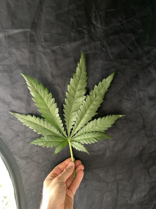 B-45 and biscotti mintz. Week 2