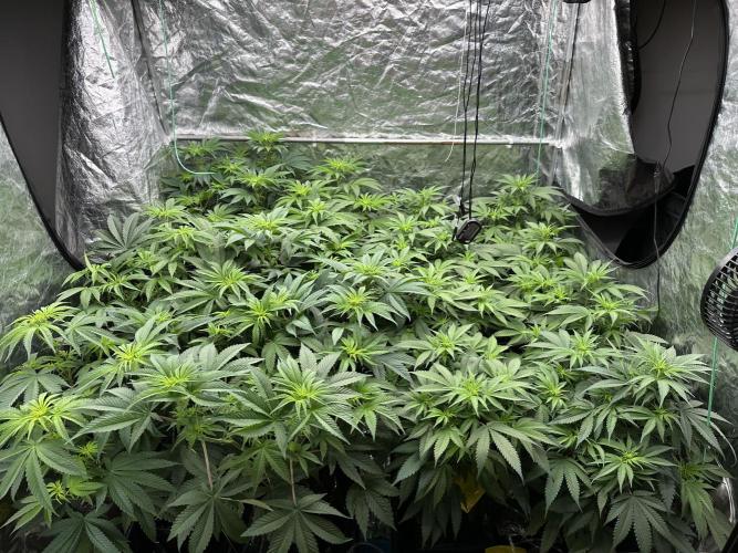 B-45 and biscotti mintz. Week 2 - 11.12