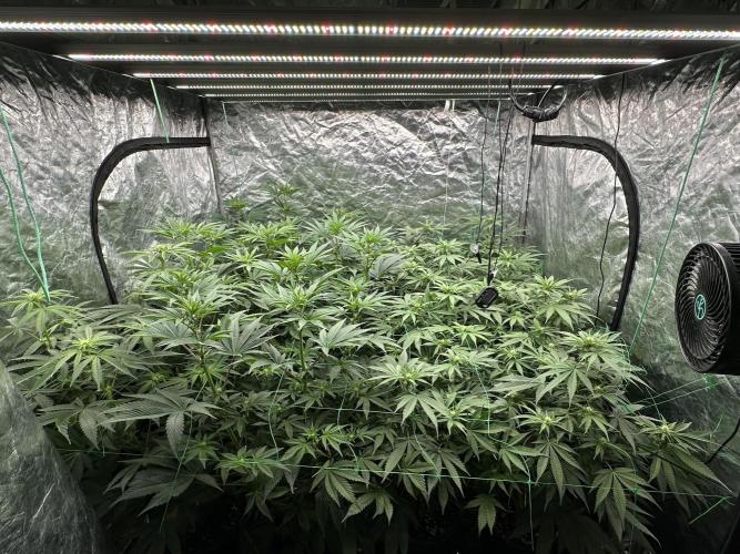 B-45 and biscotti mintz. Week 3 - 18.12