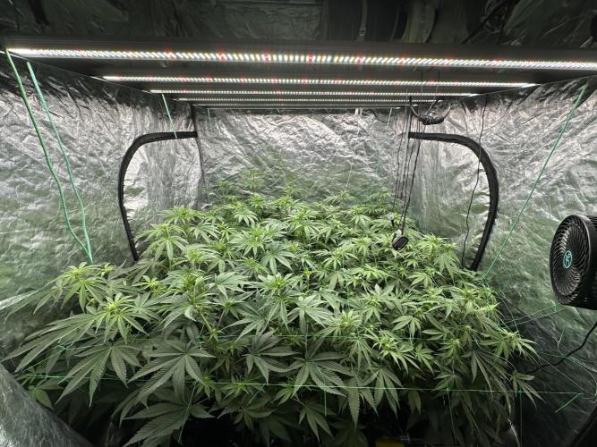 B-45 and biscotti mintz. Week 3