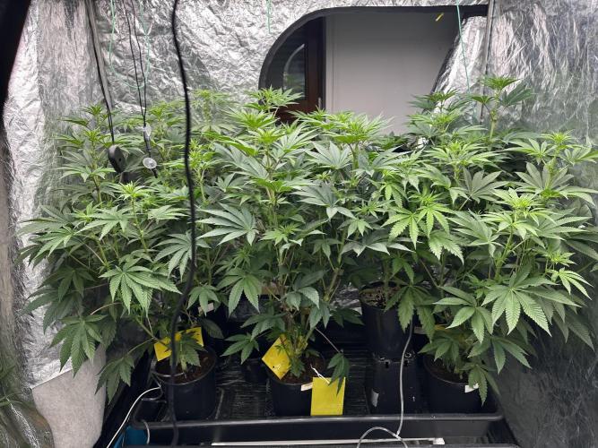 B-45 and biscotti mintz. Week 3